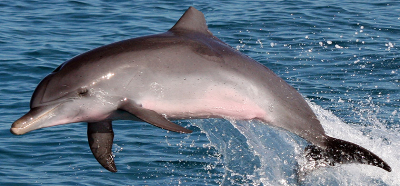 De dolfijn, de hieros ichthus